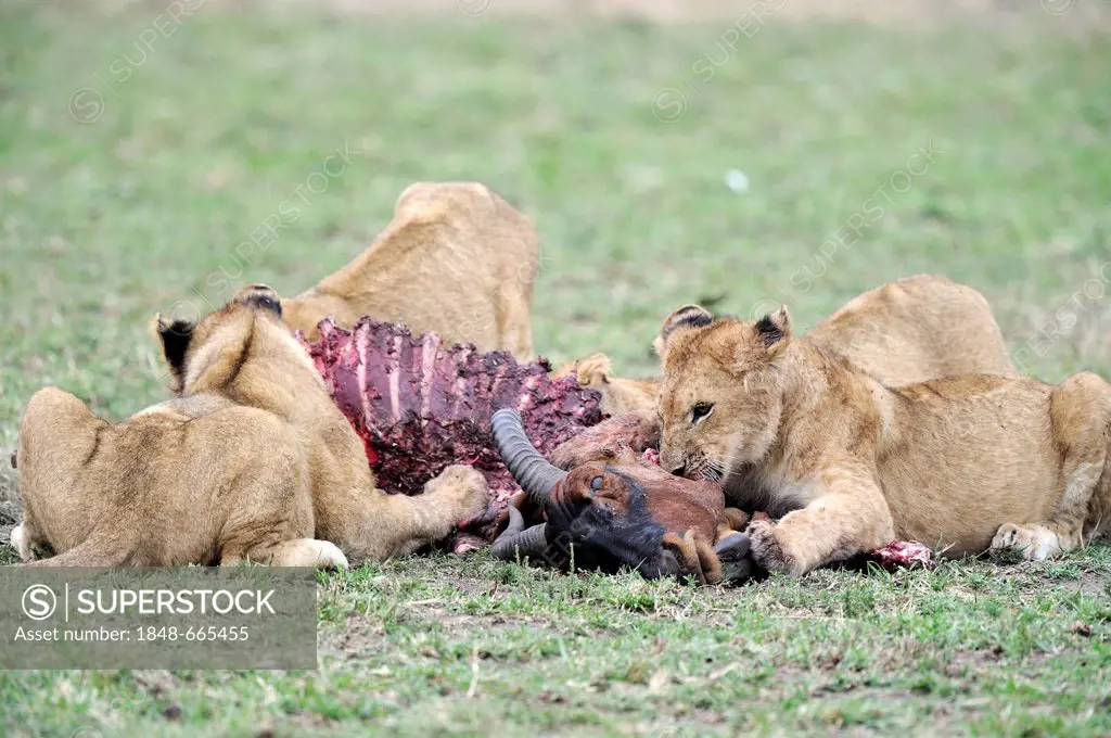 Lion (Panthera leo), lion family feeding on a killed Topi (Damaliscus lunatus), Masai Mara, Kenya, East Africa, Africa