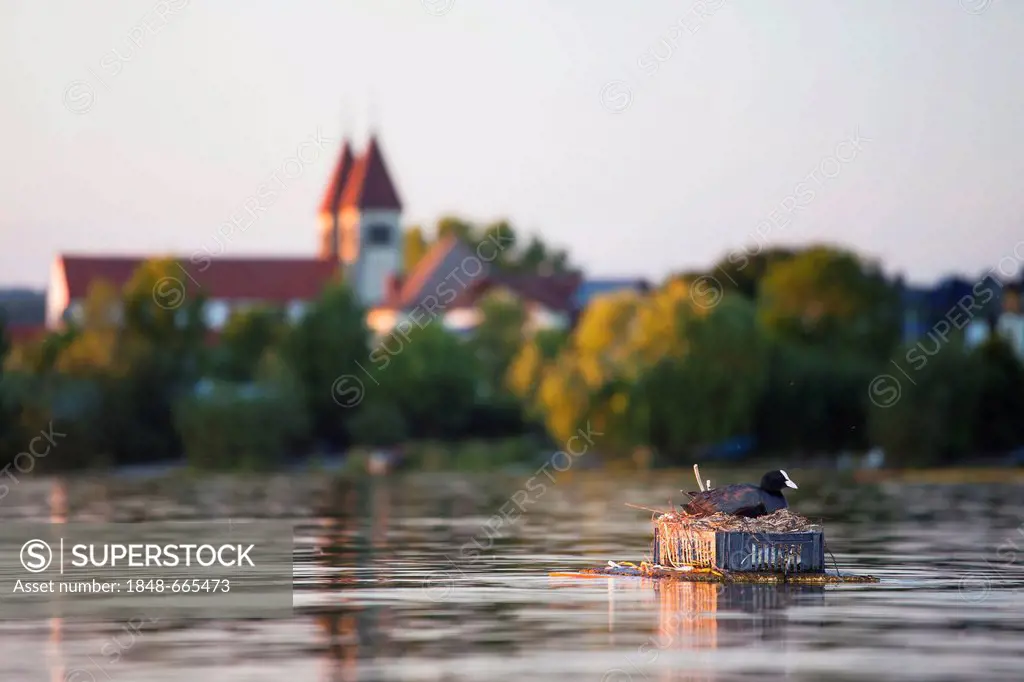 Eurasian Coot (Fulica atra) on its nest in front of the Church of St. Peter and Paul on Reichenau Island, Lake Constance, Baden-Wuerttemberg, Germany,...