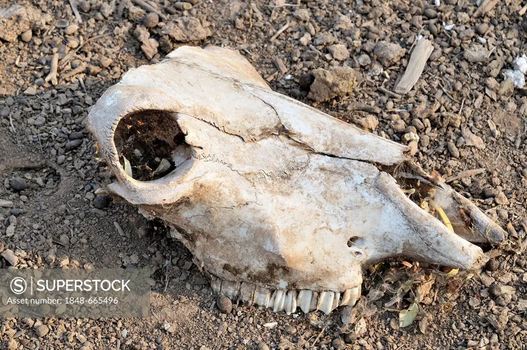 Skull of a goat, indigenous community of Zapota, Gran Chaco, Salta, Argentina, South America