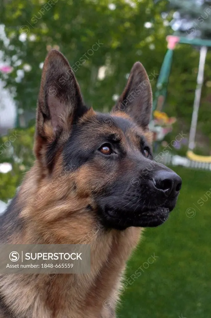 German Shepherd dog in a garden, portrait