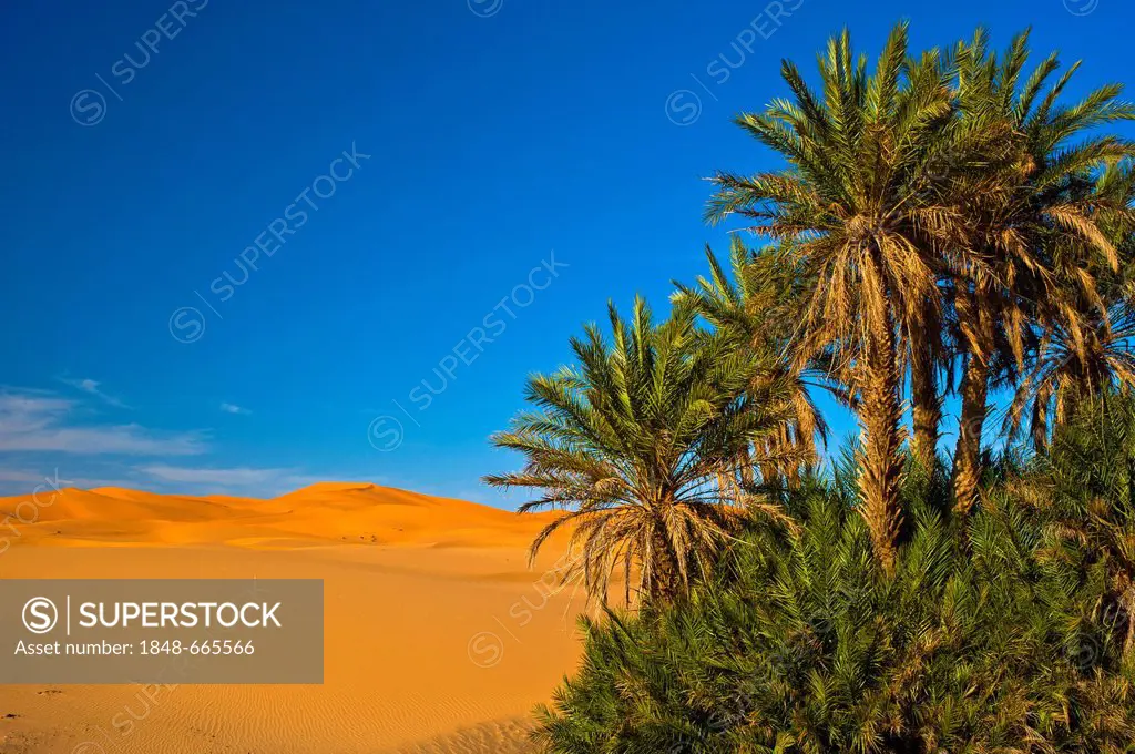 Date Palms (Phoenix) and sand dunes, Erg Chebbi, Sahara, southern Morocco, Morocco, Africa
