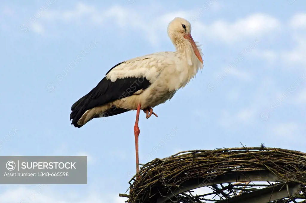 Young White Stork (Ciconia ciconia) on nesting platform, Mecklenburg-Western Pomerania Germany, Europe