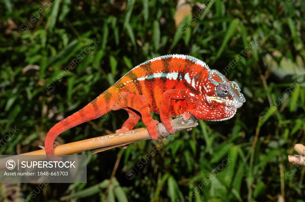Panther Chameleon (Furcifer pardalis) in the eastern highlands of Madagascar, Africa