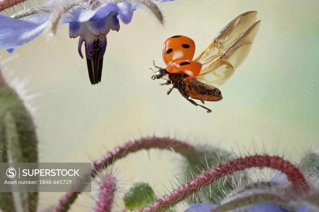 Seven-spot Ladybird, Seven-spotted Ladybug or C-7 (Coccinella septempunctata), in flight