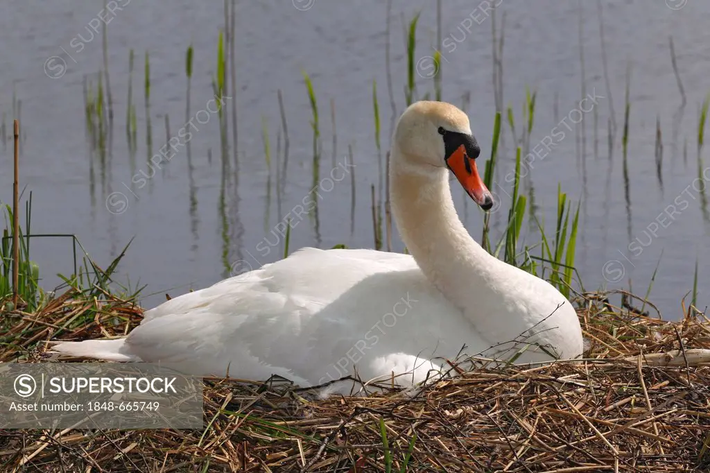 Nesting Mute Swan (Cygnus olor) on a nest