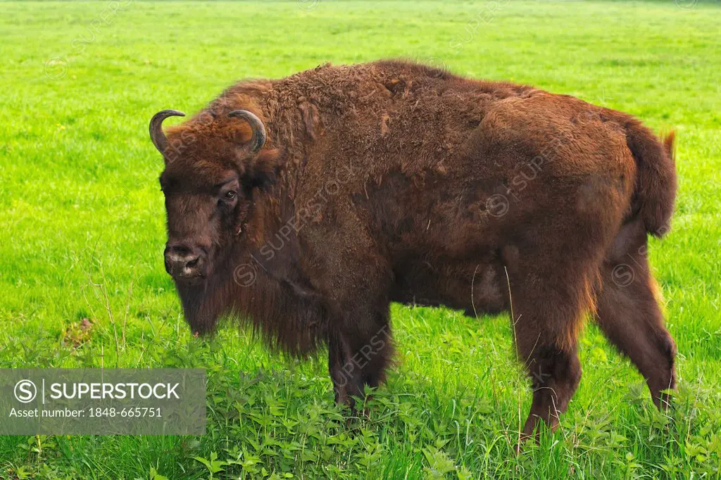 European Bison or Wisent (Bison bonasus)