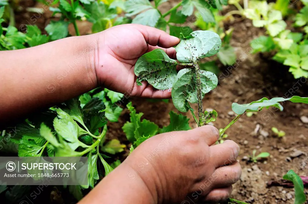 Women's cooperative, organic vegetable production, hands of a farmwoman on plant infested with lice, pest, Pachacamac, Lima, Peru, South America