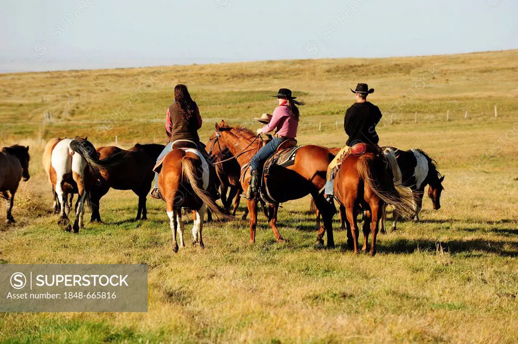 A cowboy and cowgirls driving horses across the prairie, Saskatchewan, Canada