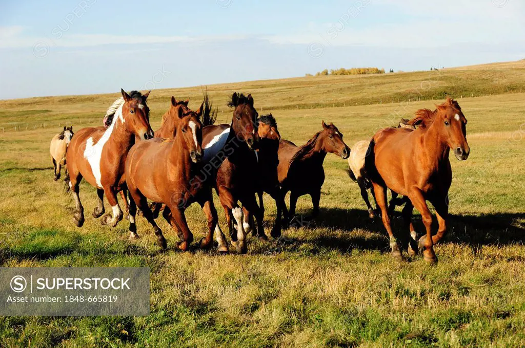 Herd of horses galloping across the prairie, Saskatchewan, Canada