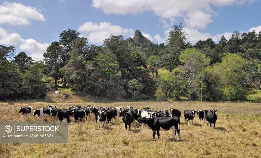 Cattle herd at Tokatoka Peak, Kaipara, Highway 12, North Island, New Zealand