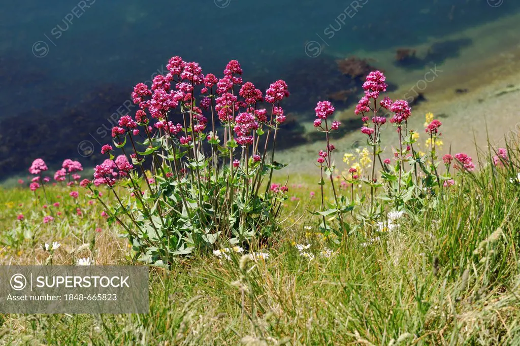 Red Valerian (Centranthus ruber), Man O'War Cove, Lulworth, Dorset, southern England, England, United Kingdom, Europe