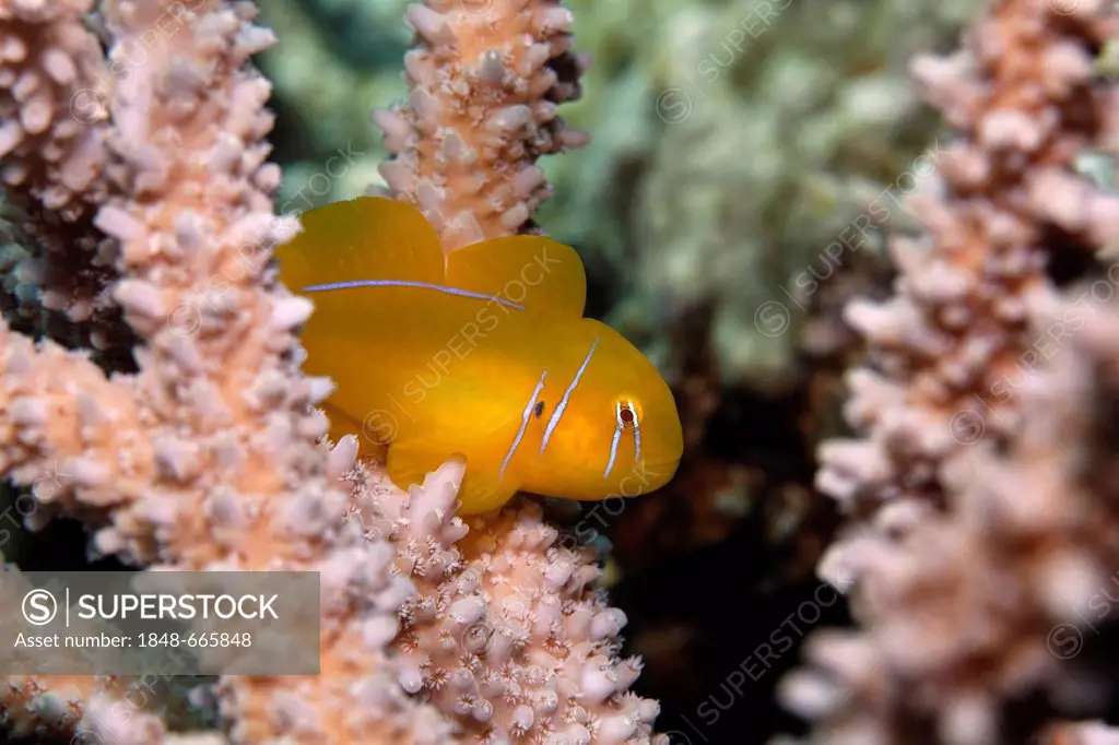 Poison Goby (Gobiodon citrinus), hiding in Agropora Coral (Agropora sp.), Makadi Bay, Hurghada, Egypt, Red Sea, Africa