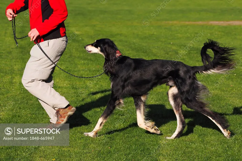 Woman running with a male Saluki, Royal Dog of Egypt or Persian Greyhound (Canis lupus familiaris) on a race course, sighthound breed