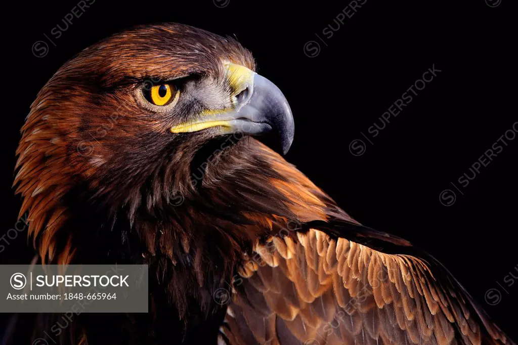 Golden Eagle (Aquila chrysaetos), portrait