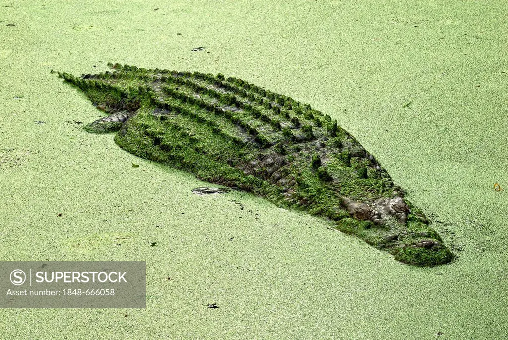 Saltwater or estuarine crocodile (Crocodylus porosus), in backwater covered with duckweed (Lemna minor), Billabong Sanctuary, Townsville, Queensland, ...