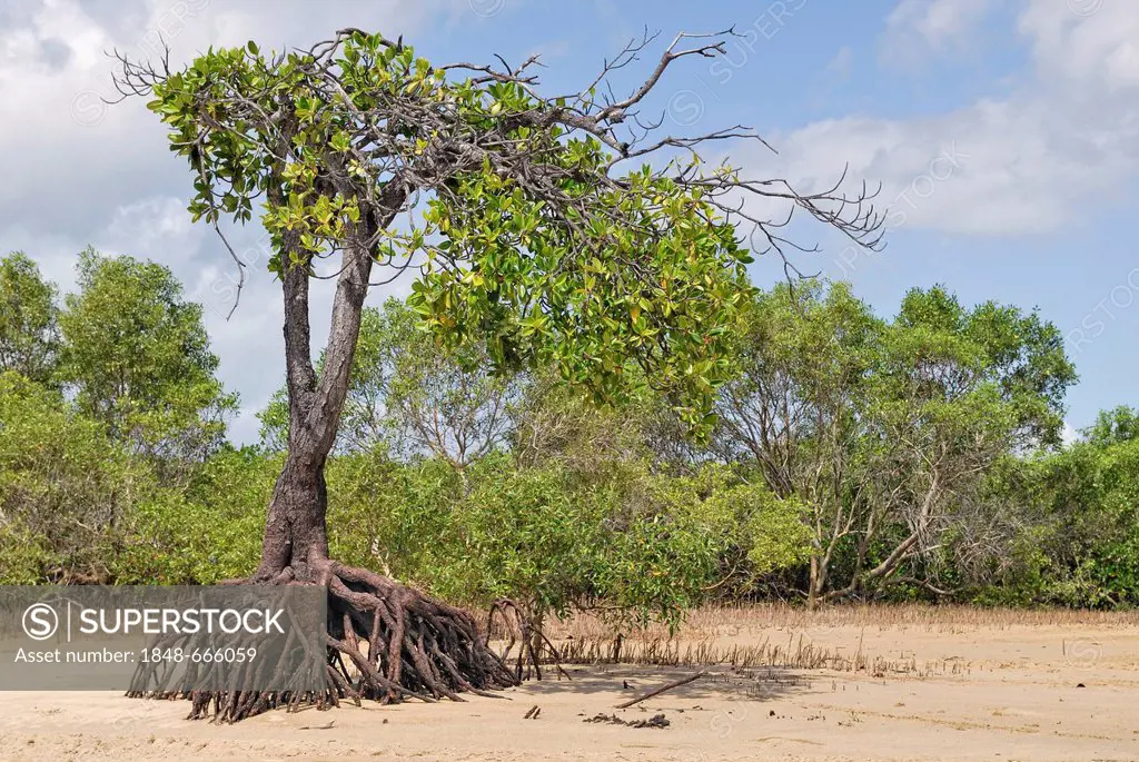 Mangrove (Rhizophora sp.) at low tide at Big Mango picnic area, Bowen, Queensland, Australia