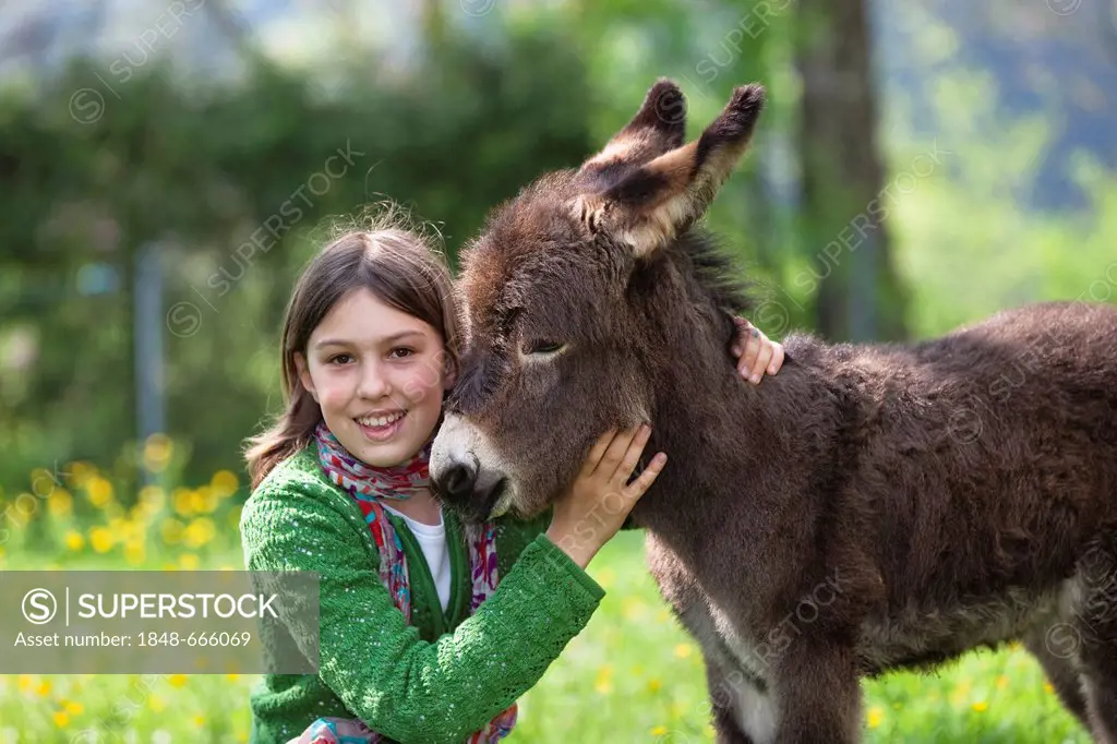 Girl, 11 years, with donkey foal (Equus asinus) in orchard, Bavaria, Germany, Europe