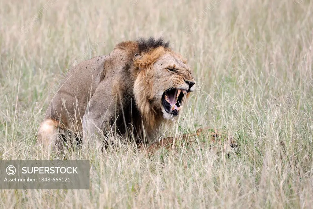 Lions (Panthera leo), male and female mating, Maasai Mara National Reserve, Kenya, East Africa, Africa