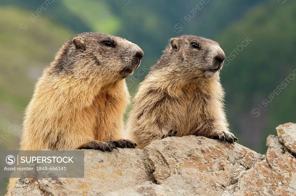 Alpine Marmots (Marmota marmota), Hohe Tauern National Park, Carinthia, Austria, Europe