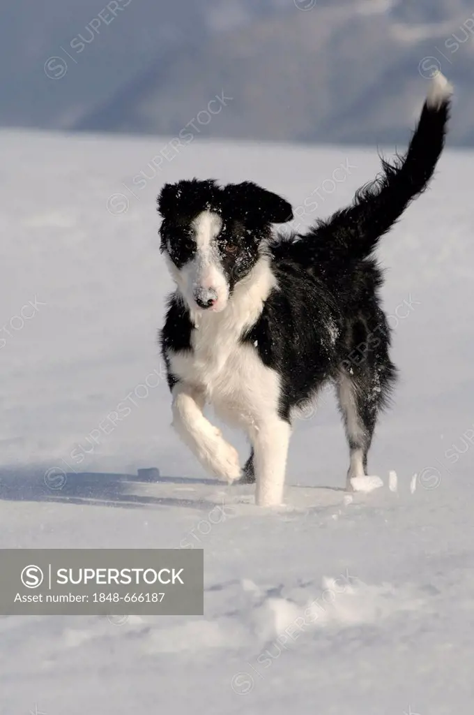 Border collie running in the snow, northern Tyrol, Austria, Europe