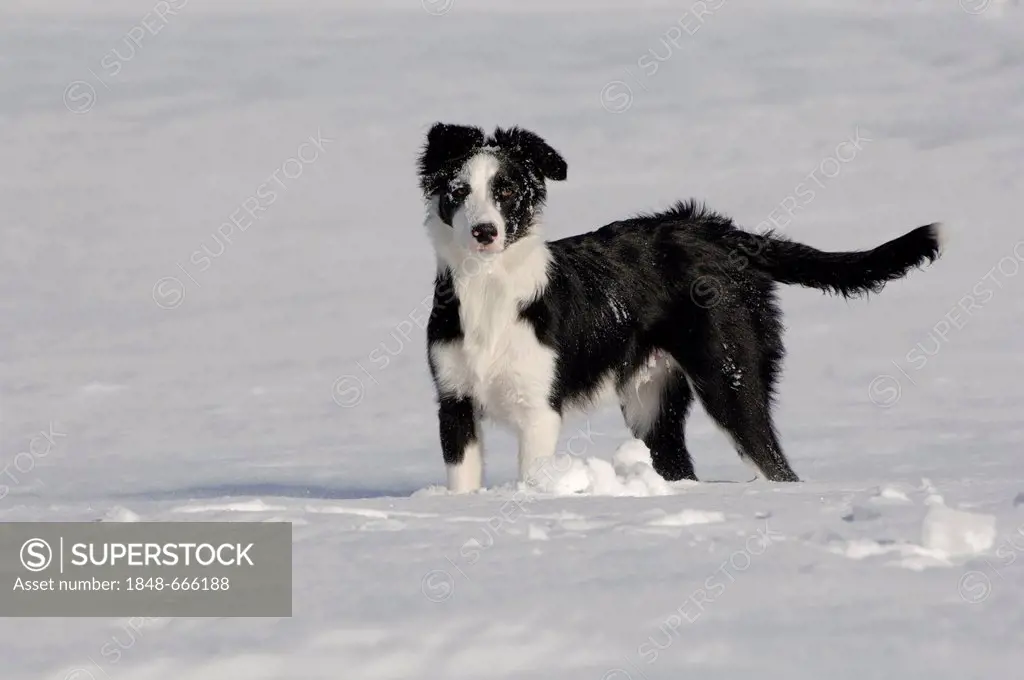 Border collie running in the snow, northern Tyrol, Austria, Europe