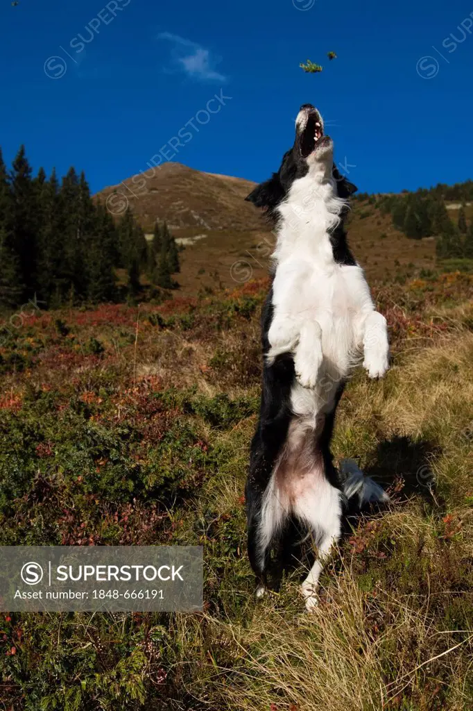 Border collie catching a stick, northern Tyrol, Austria, Europe