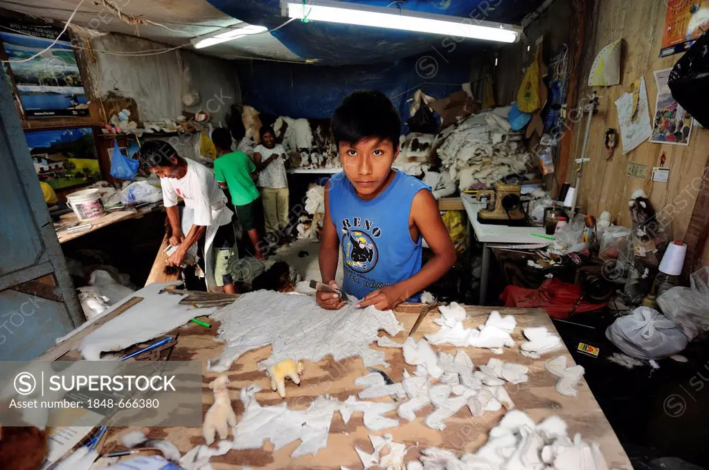 Child labour, boy producing soft toys and carpets from alpaca fur in a small family business, Pachamac, Lima, Peru, South America