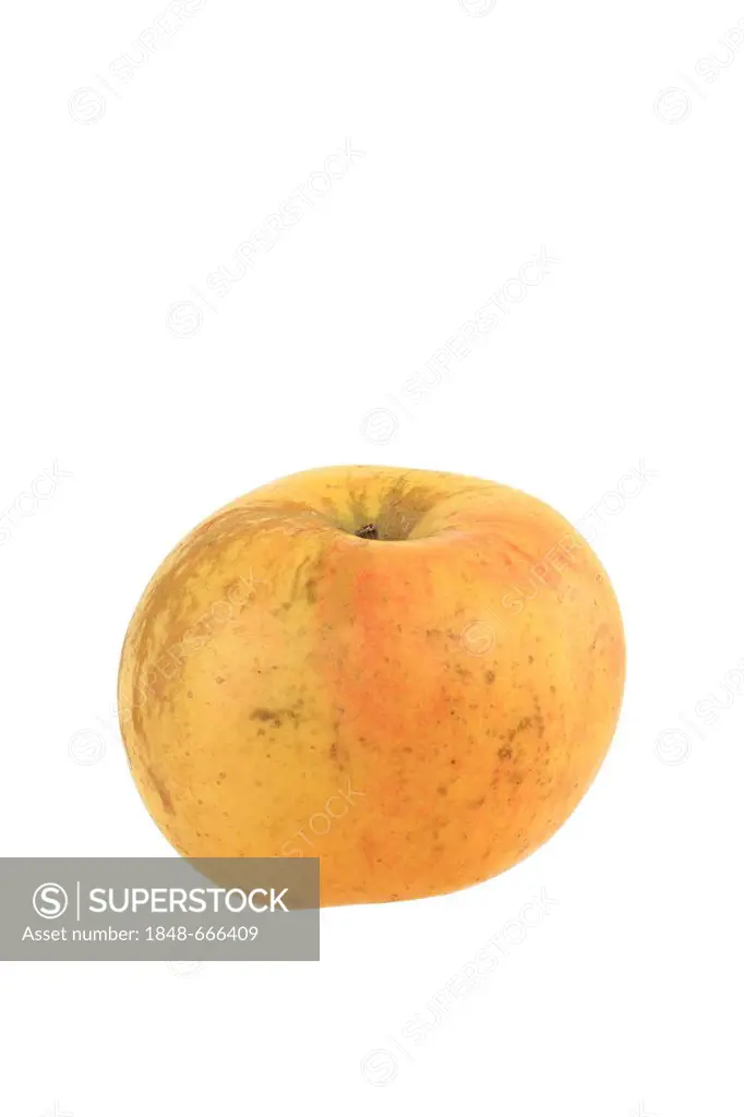 Apple (Malus domestica), Goldrenette von Blenheim variety