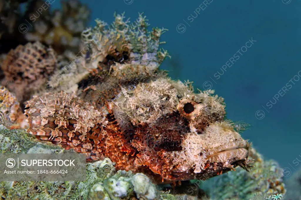 Bearded Scorpionfish (Scorpaenopsis barbata) lurking for prey at coral reef, Makadi Bay, Hurghada, Egypt, Red Sea, Africa