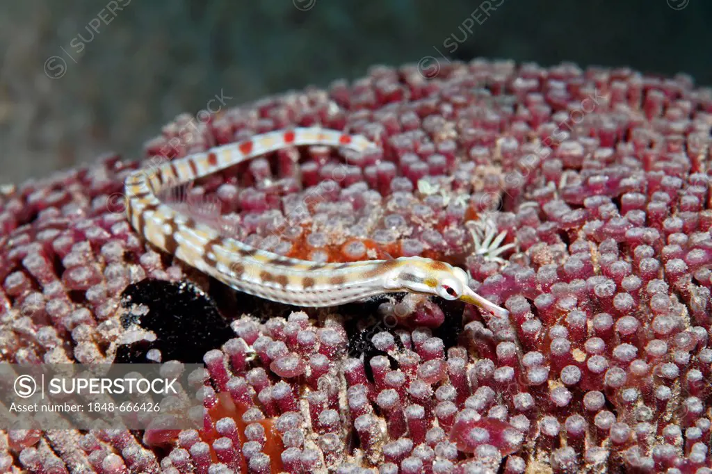 Network Pipefish (Corythoichthys flavofasciatus), lying on stone coral, Makadi Bay, Hurghada, Egypt, Red Sea, Africa