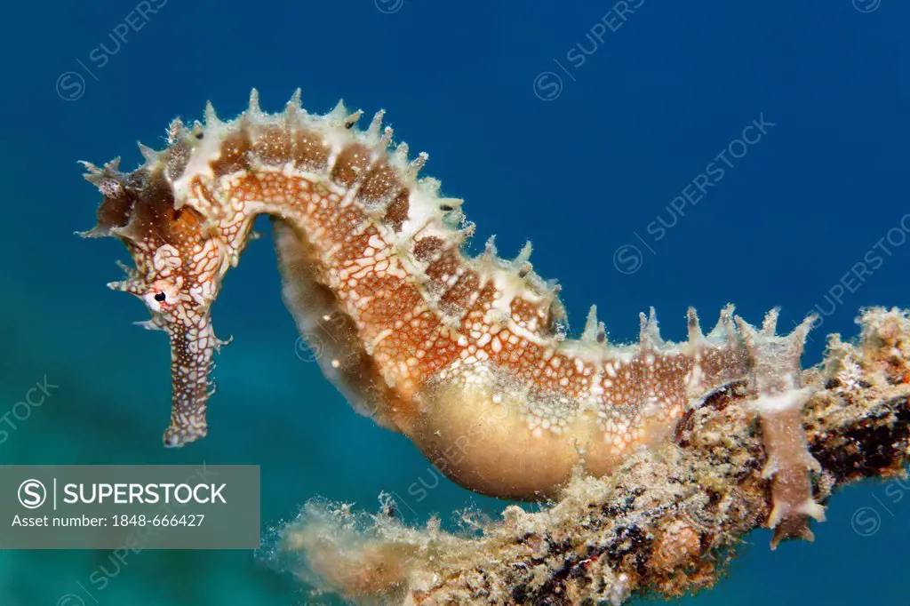 Thorny Seahorse (Hippocampus histrix) clinging to small anchor, Makadi Bay, Hurghada, Egypt, Red Sea, Africa