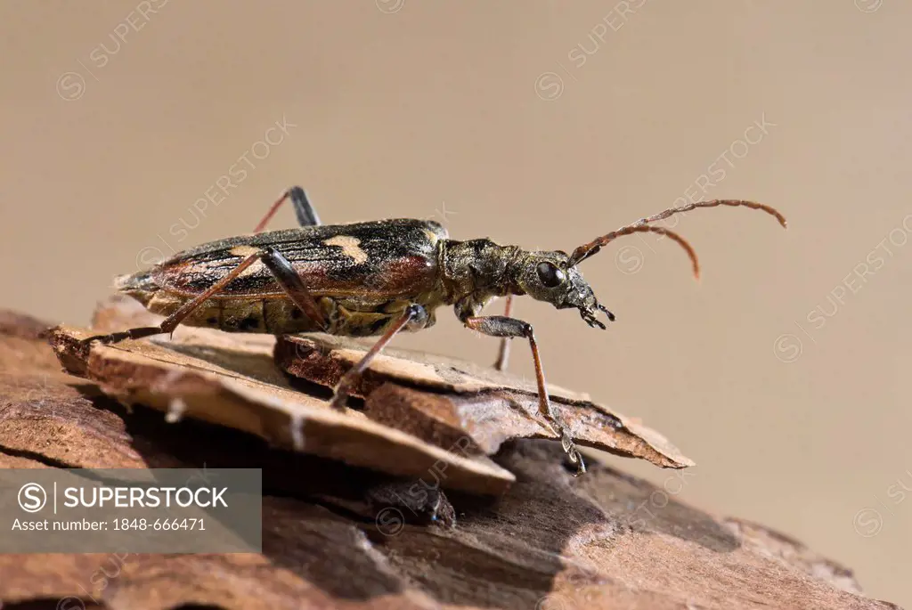 Two-banded longhorn beetle (Rhagium bifasciatum), Moenchbruch nature reserve, Hesse, Germany, Europe