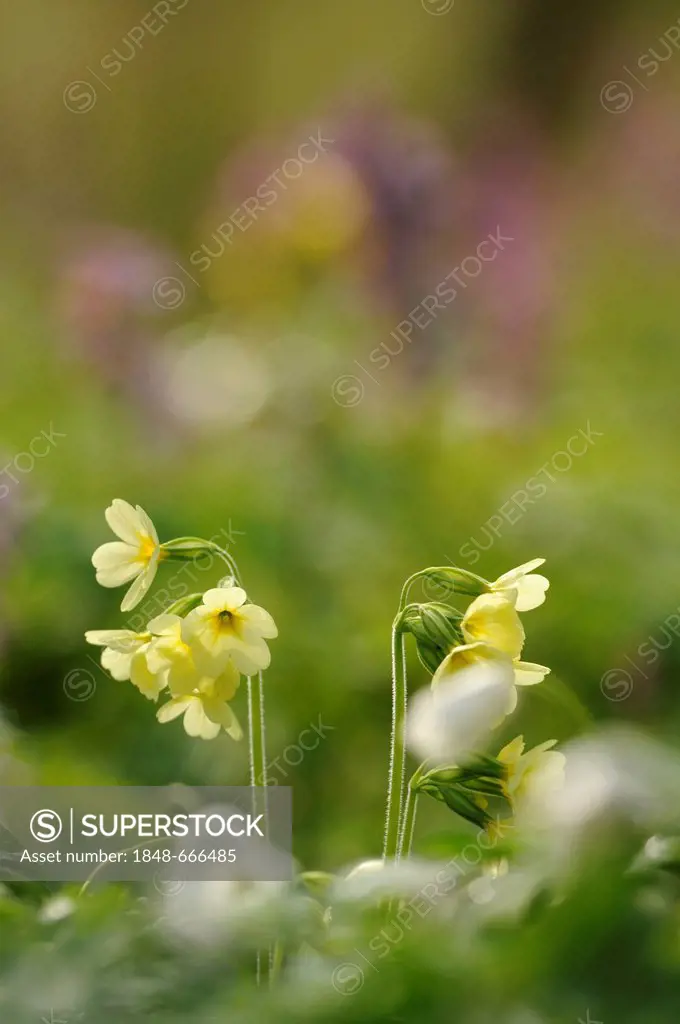 True cowslip (Primula elatior)