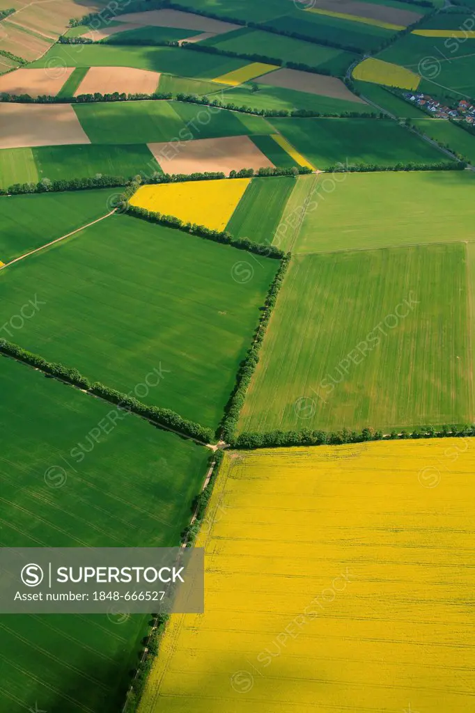 Aerial view, grain fields and canola fields separated by hedgerows, Erbes-Buedesheim, Rhineland-Palatinate, Germany, Europe