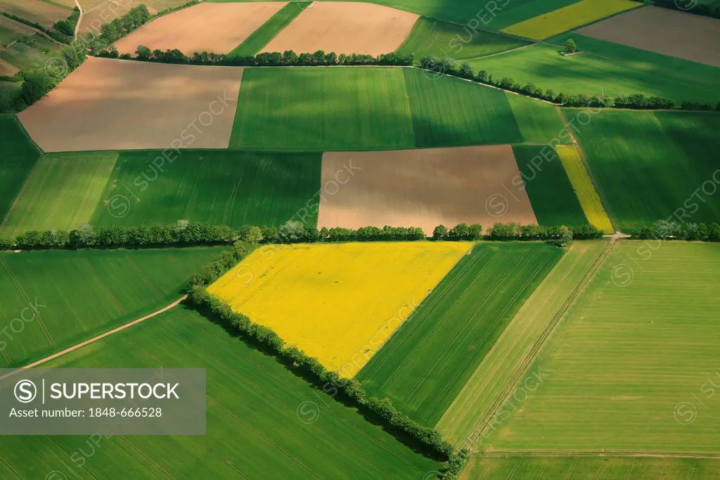 Aerial view, grain fields and canola fields separated by hedgerows, Erbes-Buedesheim, Rhineland-Palatinate, Germany, Europe