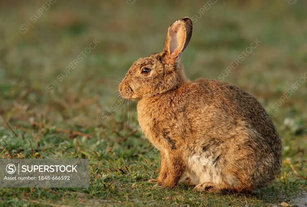 European rabbit, Common rabbit (Oryctolagus cuniculus)
