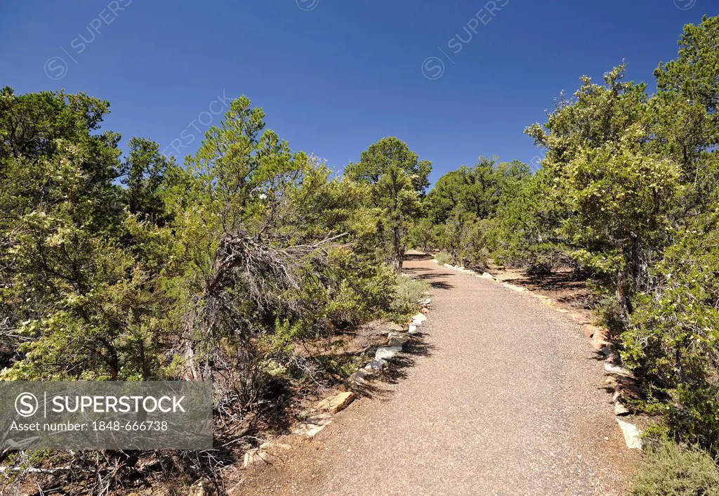 Road to Cape Royal, surrounded by Stansbury Cliff Rose (Cowania stansburiana), Grand Canyon National Park, North Rim, Arizona, United States of Americ...