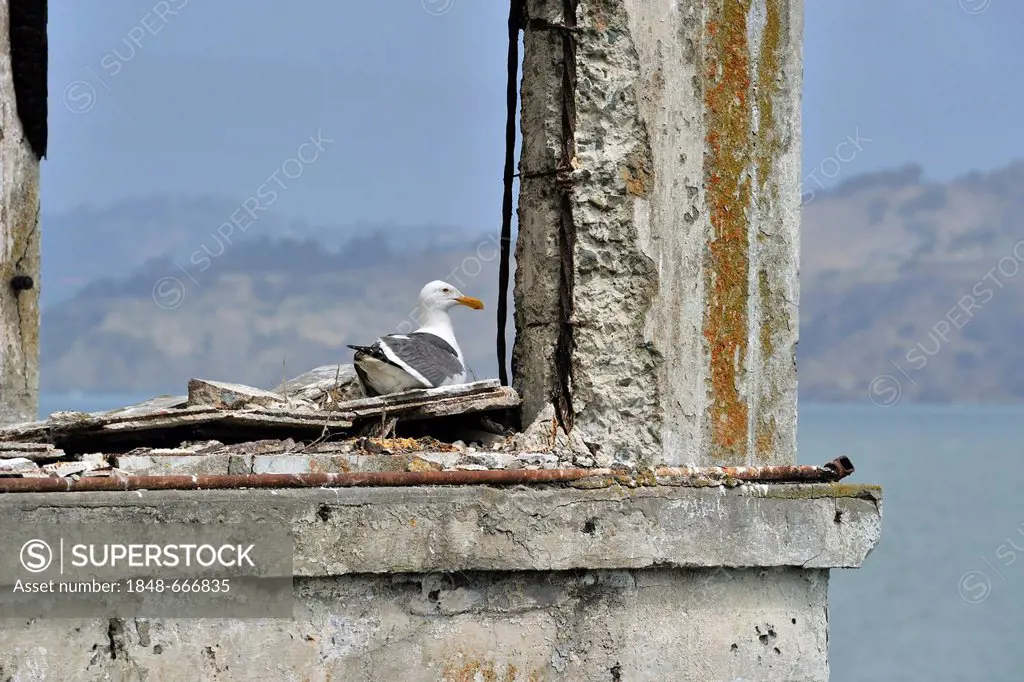 Western Gulls (Larus occidentalis), breeding in the ruins of Alcatraz Island, California, USA