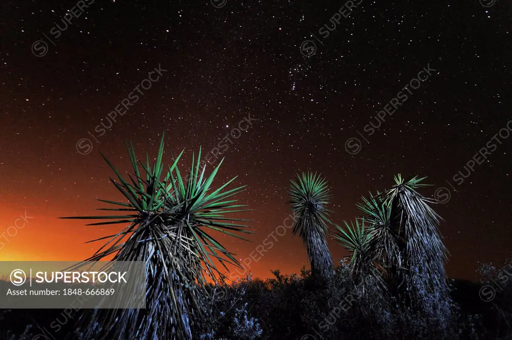 Trecul Yucca, Spanish Dagger (Yucca treculiana), plants at night with starry sky, Dinero, Lake Corpus Christi, South Texas, USA