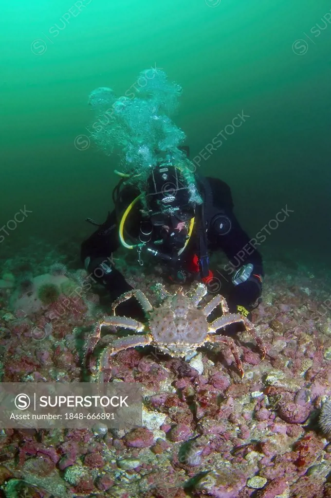 Diver and Red King Crab (Paralithodes camtschaticus), Barents Sea, Karelia, Russia, Arctic