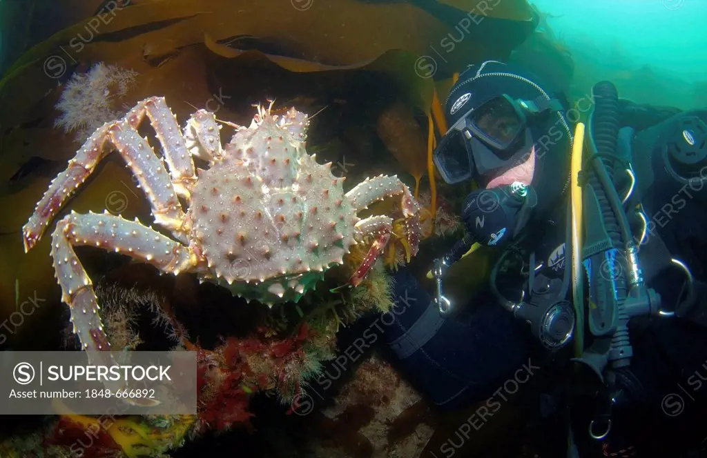 Diver and Red King Crab (Paralithodes camtschaticus), Barents Sea, Karelia, Russia, Arctic