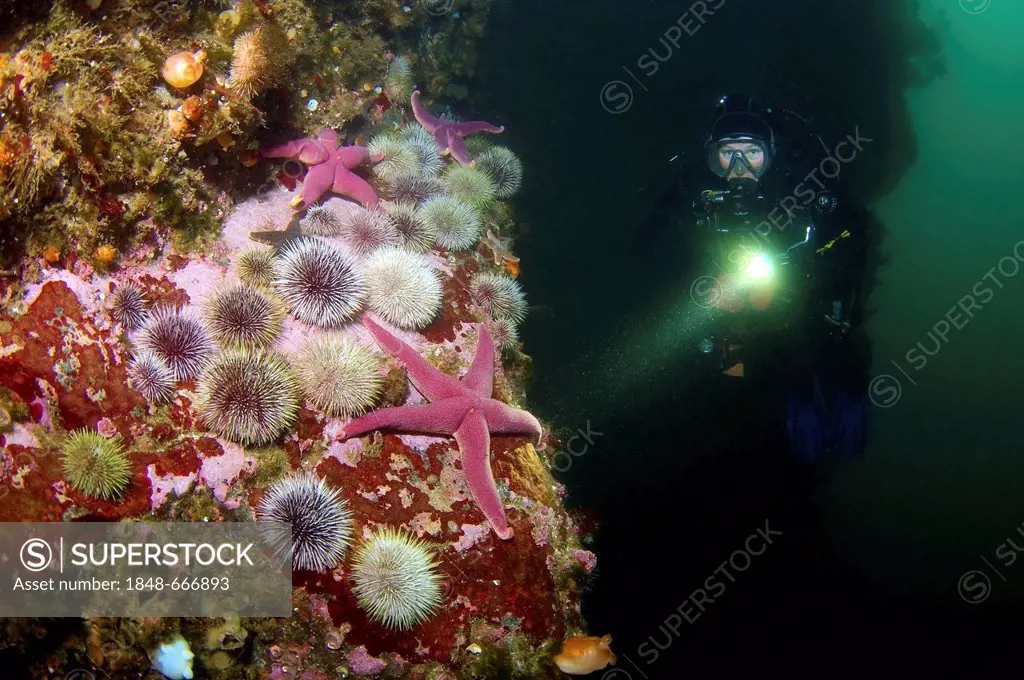 Diver and Green sea urchins (Strongylocentrotus droebachiensis), Barents Sea, Karelia, Russia, Arctic
