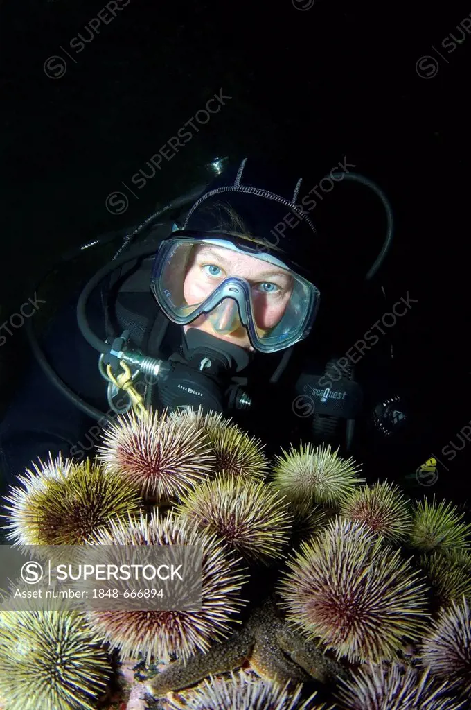 Diver and Green sea urchins (Strongylocentrotus droebachiensis), Barents Sea, Karelia, Russia, Arctic