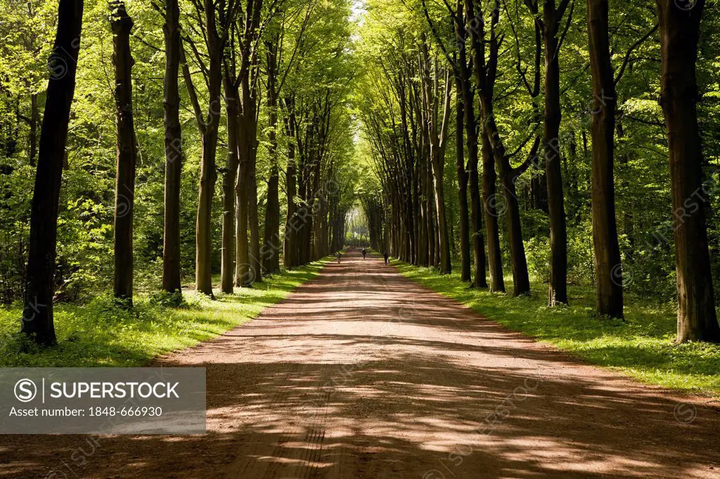 Avenue in the park of Schloss Augustusburg Castle, UNESCO World Heritage Site, Bruehl, North Rhine-Westphalia, Germany, Europe