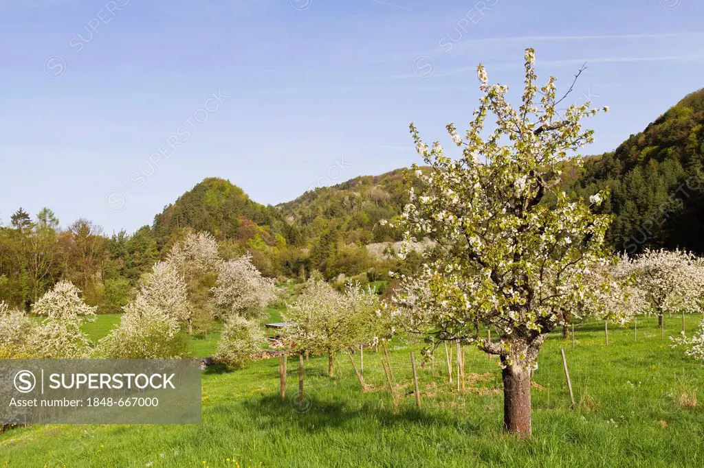 Blooming apple tree (Malus), blossoming season at Sipplingen, Lake Constance, Landkreis Konstanz county, Baden-Wuerttemberg, Germany, Europe