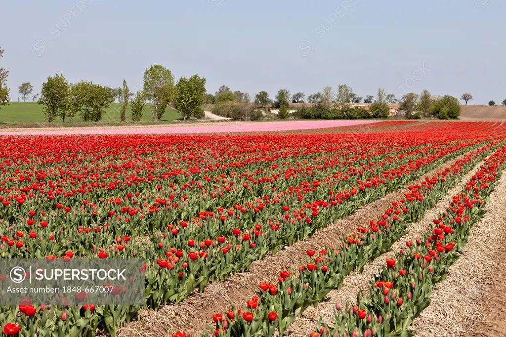 Tulip field, Tulips (Tulipa), Saxony-Anhalt, Germany, Europe