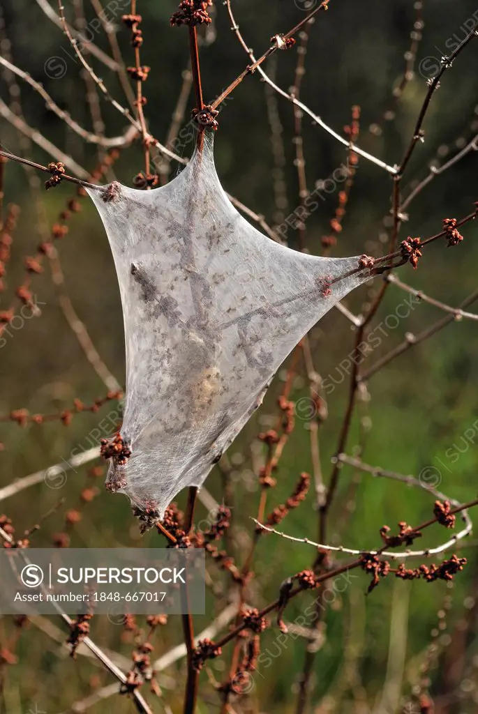 Web of a Nurseryweb Spider (Dolomedes minor), hunting spider, Bay of Islands, Opua, North Island, New Zealand
