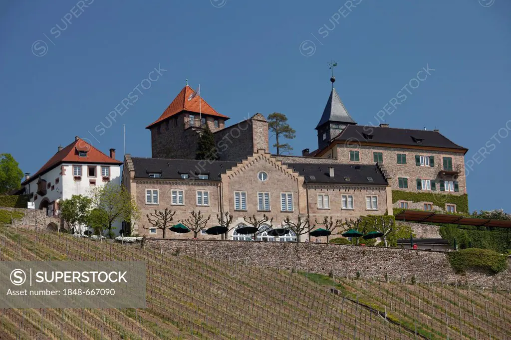 Vineyard of Eberstein Castle, Gernsbach climatic spa, Murgtal valley, Black Forest mountain range, Baden-Wuerttemberg, Germany, Europe
