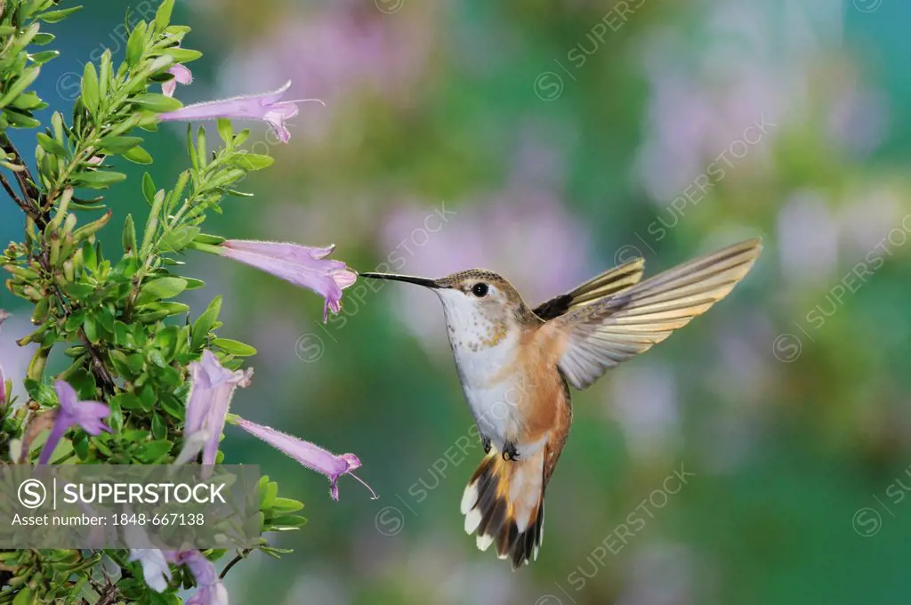 Rufous Hummingbird (Selasphorus rufus), female in flight feeding on Mexican Oregano (Poliomintha maderensis), Gila National Forest, New Mexico, USA