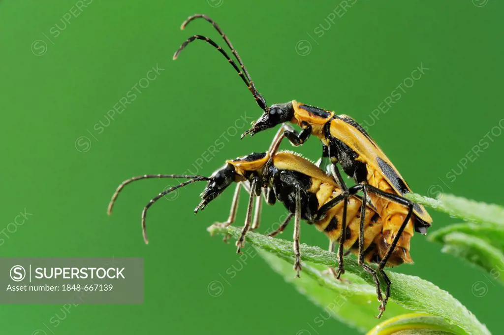 Soldier beetles (Cantharidae), mating on Cowpen Daisy, Golden Crownbeard (Verbesina encelioides), Laredo, Webb County, South Texas, USA, America